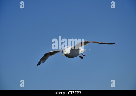 Möwe in Bridlington, Yorkshire Coast, Großbritannien Stockfoto