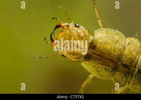 Eine Nahaufnahme auf den Kopf von einem Diving Käferlarve (Dyticus sp.) Stockfoto