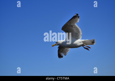 Möwe in Bridlington, Yorkshire Coast, Großbritannien Stockfoto