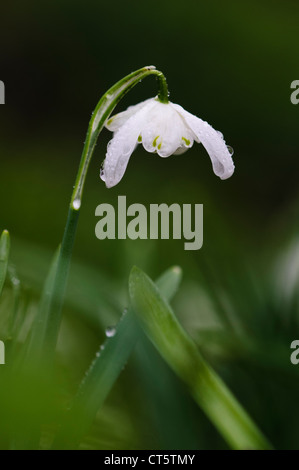 Eine einzelne Schneeglöckchen Blume (Galanthus Nivalis) in Regentropfen bedeckt. Im Lesnes Kloster Wald, Bexley. Februar. Stockfoto