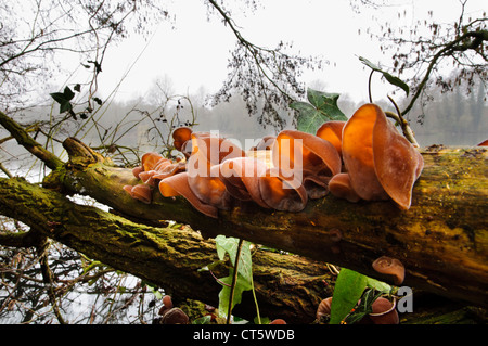 Der Jude Ohr, aka Gelee Ohr, Pilz (Auricularia Auricula-Judae) wächst auf einen umgestürzten Baum im Sevenoaks Wildlife Reserve, Kent. Stockfoto