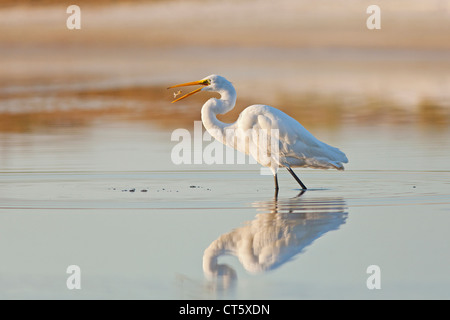 Großer Egret warf frisch gefangen Garnelen in der Luft zum Positionieren für schlucken bei Sonnenaufgang Stockfoto