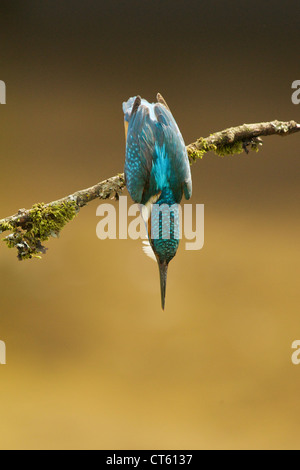 Eisvogel Alcedo Atthis, Tauchen vom Zweig, Worcestershire, England, UK Stockfoto