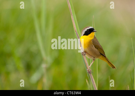 Gemeinsame Yellowthroat - Geothlypis Trichas - hocken auf ein Rohr Stockfoto