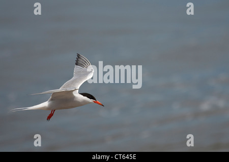 Fliegende Forster Seeschwalbe Stockfoto