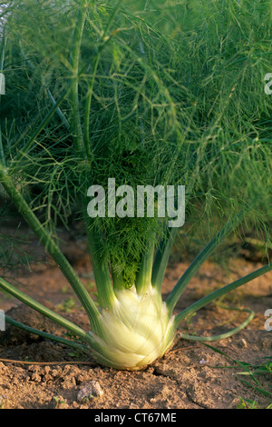 41+ Fenchel Pflanze Kaufen, Interessante kräuter und winterharte