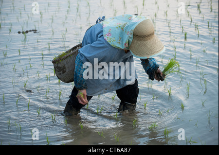 Eine ältere Japanerin Hand Pflanzen Reis in einen nassen Reisfeld. Stockfoto