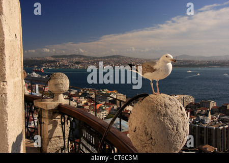 Juvenile Europäische Silbermöwe (Larus Argentatus) stehen auf der Aussichtsplattform des Galata Turm, Istanbul, Türkei Stockfoto