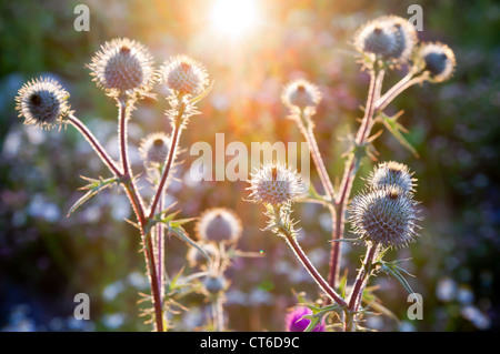 Nahaufnahme Foto Wild Klette mit Abendsonne hinterleuchtete Stockfoto