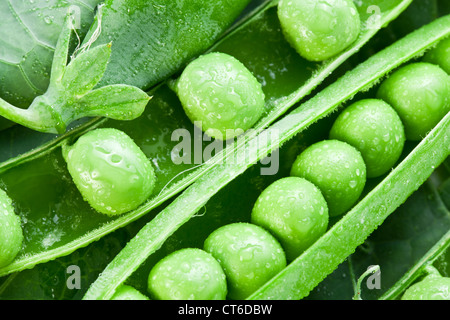 Hülsen von Erbsen auf einem Hintergrund von Blättern. Stockfoto