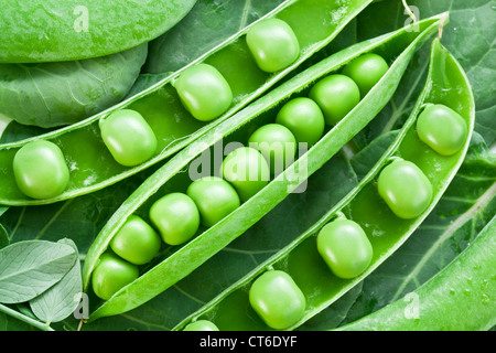 Hülsen von Erbsen auf einem Hintergrund von Blättern. Stockfoto