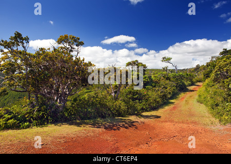 rote Erde, Park "Black River Gorge". Mauritius Stockfoto