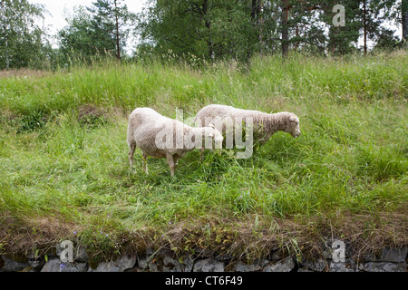 zwei Schafe Essen grass Stockfoto