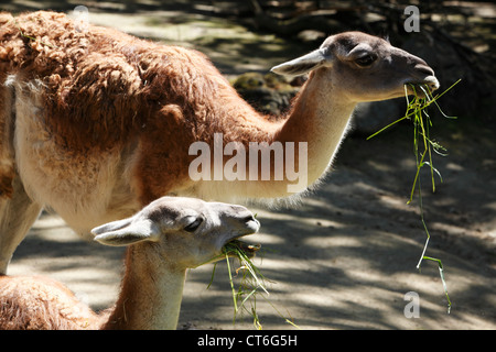 Vikunja Im Zoo Dortmund, Ruhrgebiet, Nordrhein-Westfalen Stockfoto