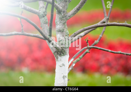 Baum im Vordergrund, roten Blumen und grünen Rasen im Hintergrund. Stockfoto
