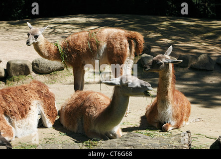 Vikunja Im Zoo Dortmund, Ruhrgebiet, Nordrhein-Westfalen Stockfoto