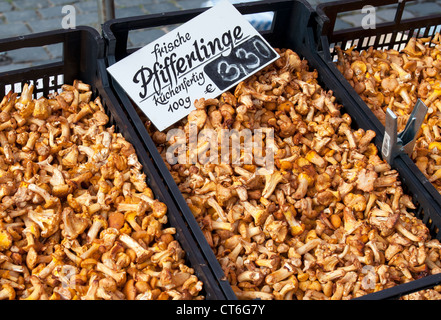 Frische Pfifferlinge (Pfifferlinge, Eierschwämmen Cibarius) auf Verkauf im Hauptmarkt (Hauptmarkt), Nürnberg, Bayern, Deutschland Stockfoto