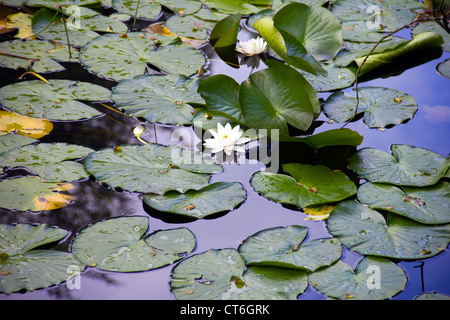 Water Lily Pads auf Bruntis Loch in Galloway - Schottland Stockfoto