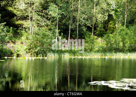 Kirroughtree Wald im Galloway - Schottland Stockfoto