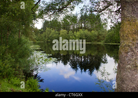 Bruntis Loch im Kirroughtree Wald in Galloway - Schottland Stockfoto