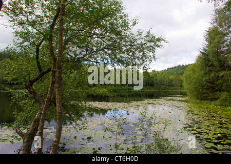 Bruntis Loch im Kirroughtree Wald in Galloway - Schottland Stockfoto