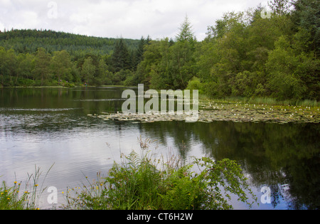 Bruntis Loch im Kirroughtree Wald in Galloway - Schottland Stockfoto