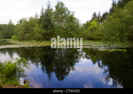 Bruntis Loch im Kirroughtree Wald in Galloway - Schottland Stockfoto