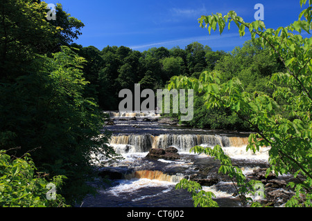 Sommer, River Ure; Aysgarth Falls; Wensleydale; Yorkshire Dales National Park, North Yorkshire, England, Vereinigtes Königreich Stockfoto