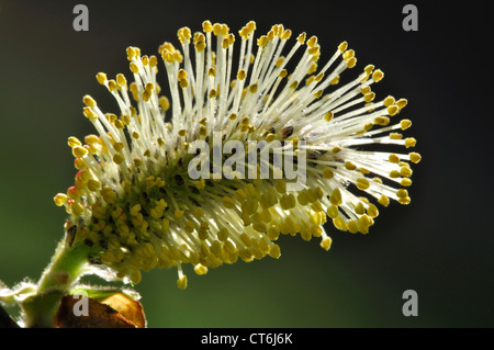 männliche Catkin Salix Cinerea Salicaceae Baum Strauch Laub-Catkin männliche Blüte Pollen Weiden grau Stockfoto