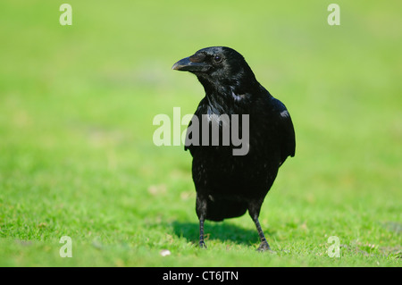 Ein Aas-Krähe stehen auf dem Rasen UK Stockfoto