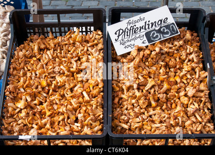 Frische Pfifferlinge (Pfifferlinge, Eierschwämmen Cibarius) auf Verkauf im Hauptmarkt (Hauptmarkt), Nürnberg, Bayern, Deutschland Stockfoto