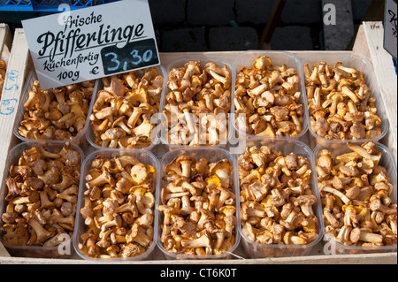 Frische Pfifferlinge (Pfifferlinge, Eierschwämmen Cibarius) auf Verkauf im Hauptmarkt (Hauptmarkt), Nürnberg, Bayern, Deutschland Stockfoto