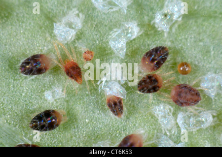 Carmine Spinnmilben (Tetranychus Cinnabarinus) Befall und Schäden an ein Rosenblatt Stockfoto