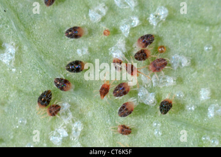 Carmine Spinnmilben (Tetranychus Cinnabarinus) Befall und Schäden an ein Rosenblatt Stockfoto