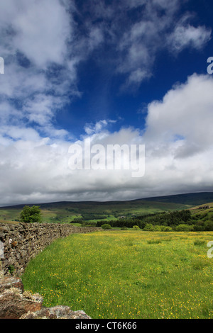 Blumenwiesen, Straton hohe Wände Moor; Swaledale; Yorkshire Dales National Park, England, Vereinigtes Königreich Stockfoto