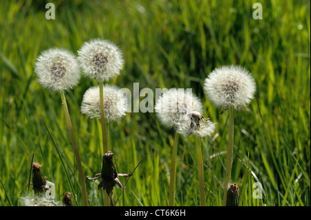 Löwenzahn (Taraxacum Officinale) Seedhead mit Wiese hinter Stockfoto