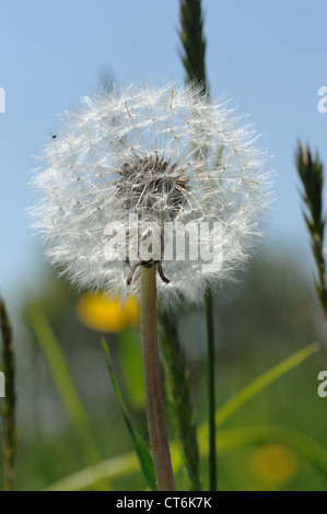 Löwenzahn (Taraxacum Officinale) Seedhead mit blauem Himmel hinter Stockfoto