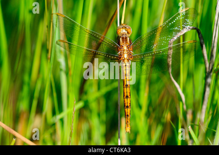 Eine gekielte Abstreicheisen Libelle ruht auf Gräser UK Stockfoto