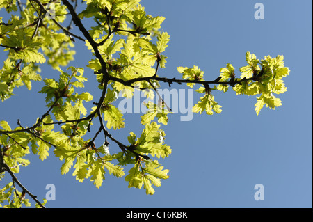 Junge Eiche (Quercus Robur) Laub Hintergrundbeleuchtung gegen gegen einen blauen Frühlingshimmel Stockfoto