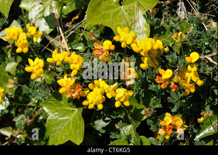 Vogels Fuß Kleeblatt (Lotus Corniculatus) blühende gelbe Wicke Stockfoto