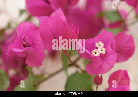 Blüte lila Bougainvillea Pflanzen in einem Wintergarten (Bougainvillea Glabra) Stockfoto