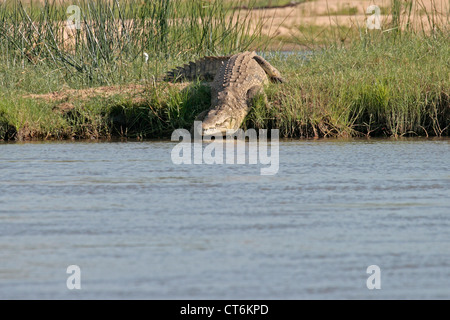 Nil-Krokodil ins Wasser Stockfoto