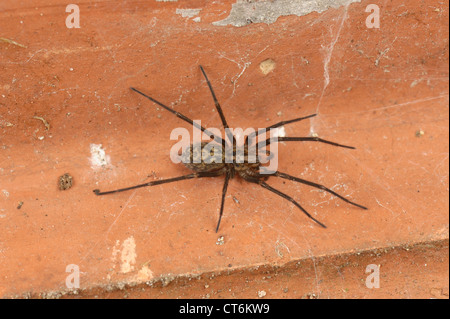 Männliche Haus Spinne (Tegenaria Domestica) unter einem Dachziegel im Garten im Sommer Stockfoto