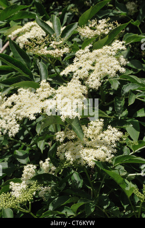 Blüten der wilden Holunderbusch Sambucus nigra Stockfoto