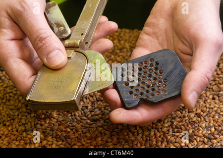 gemälzte Gerste Getreide Malz Handschleifer Stockfoto