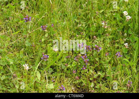 Self-heal (Prunella Vulgaris) blühende Pflanzen mit anderen Unkräutern im Rough cut Wiese im Garten Stockfoto