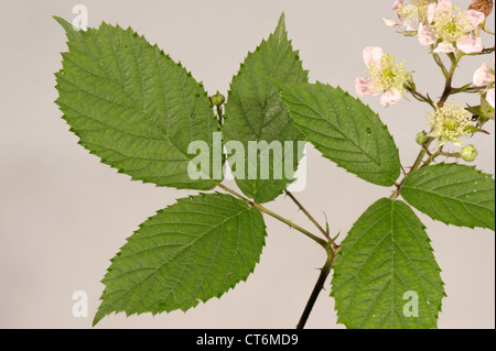 BlackBerry oder Brombeere Rubus Fruticosus Blätter und Blüten Stockfoto