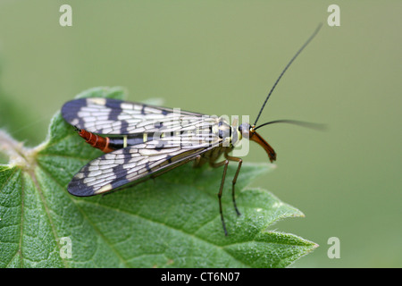 Weibliche Scorpionfly Panorpa communis Stockfoto