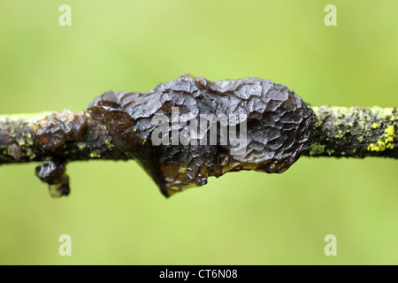 Black Witches' Butter Exidia glandulosa Stockfoto