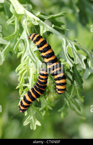 Zinnober Moth Raupen Tyria Jacobaeae Fütterung auf Kreuzkraut Stockfoto